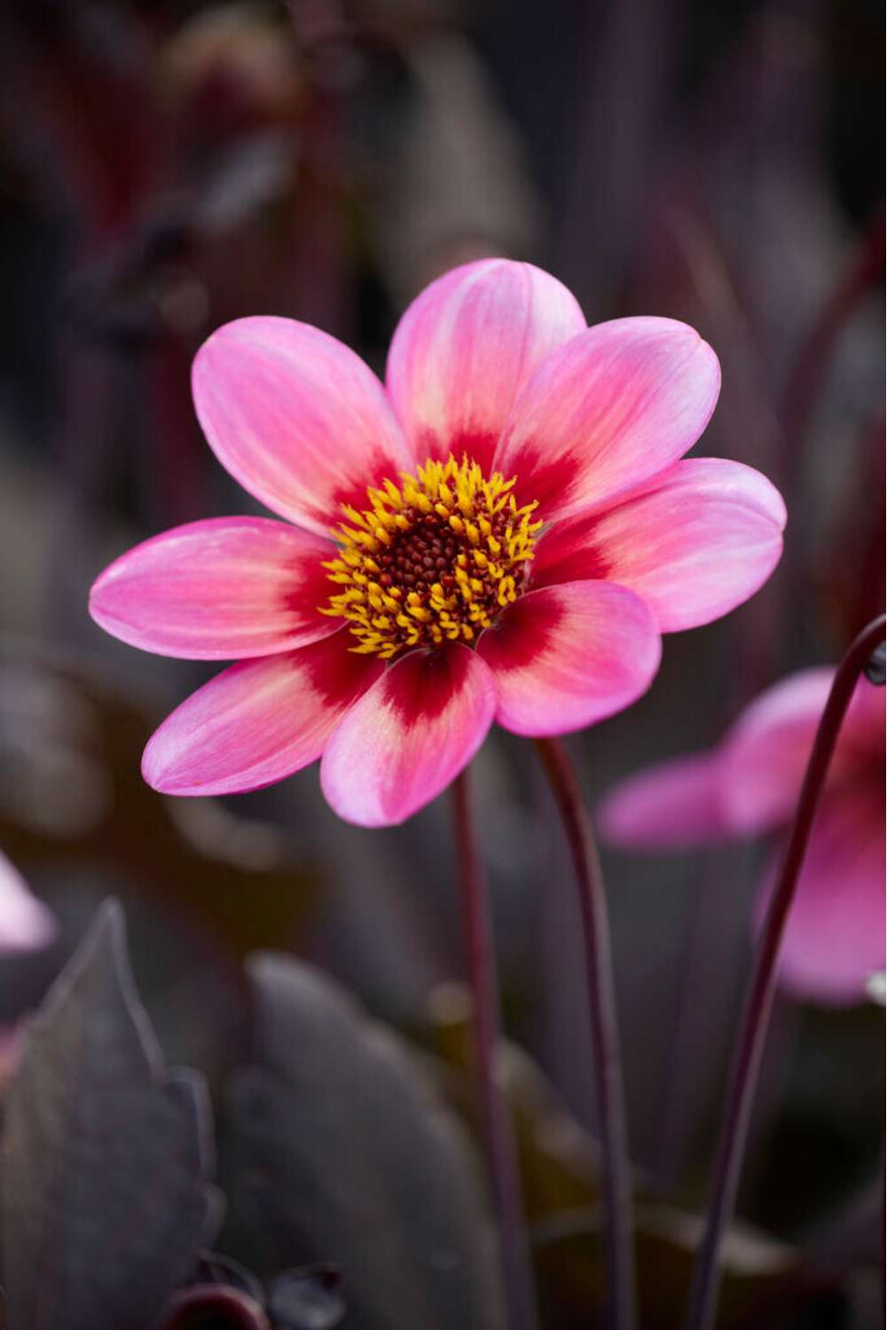 Dahlia 'Dahlegria Tricolore'
